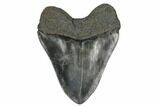 Fossil Megalodon Tooth - South Carolina #172255-2